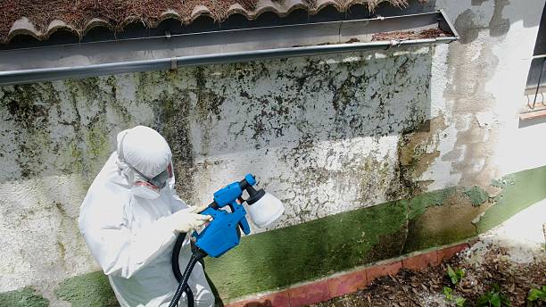 Top rated local Mold Remediation specialists in Forest Hill, TX